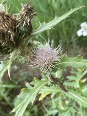 Cirsium osterhoutii