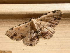 Sandava scitisignata