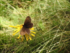 Erebia euryale