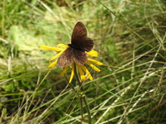 Erebia euryale