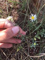 Aphanostephus ramosissimus