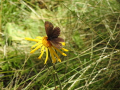 Erebia euryale
