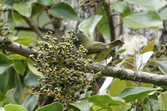 Mionectes striaticollis