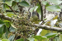 Mionectes striaticollis