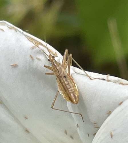 Marsh Damsel Bug, Udenhout, North Brabant, NL, photo 10 of 10