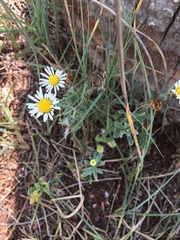 Aphanostephus ramosissimus