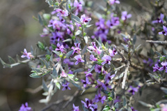 Amphithalea violacea