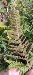 Dryopteris pallida