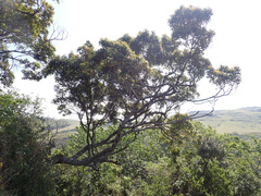 Protorhus longifolia