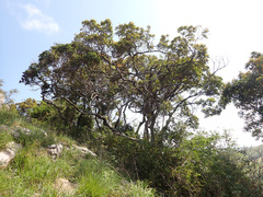 Protorhus longifolia