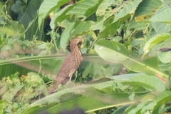 Ixobrychus cinnamomeus