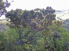 Protorhus longifolia