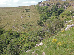 Protorhus longifolia