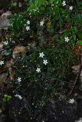 Facchinia grignensis