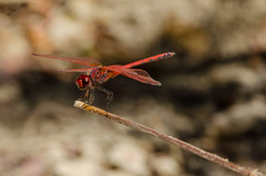 Trithemis arteriosa