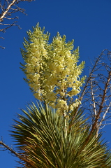 Yucca rostrata