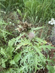 Cirsium osterhoutii