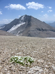 Cerastium uniflorum