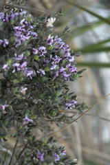 Amphithalea violacea