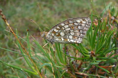 Argynnis niobe