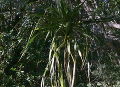 Pleomele aurea