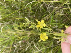 Lysimachia quadriflora