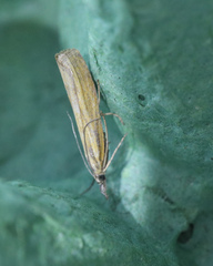 Agriphila tristella