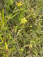 Lysimachia quadriflora