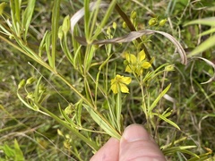 Lysimachia quadriflora