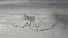 Spermophora senoculata