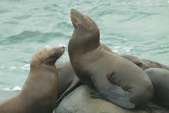 Zalophus californianus