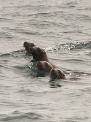 Zalophus californianus