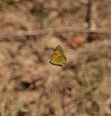 Colias croceus
