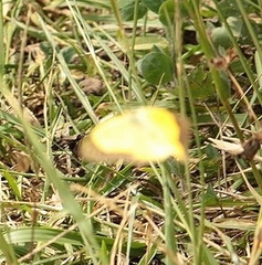 Colias croceus