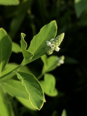 Sphenoclea zeylanica