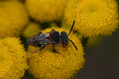Epeolus variegatus