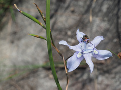 Moraea elliotii