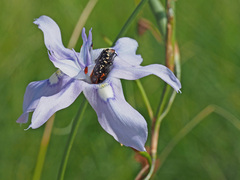Moraea elliotii