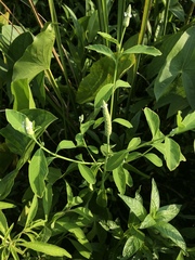 Sphenoclea zeylanica