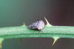 Thelia bimaculata