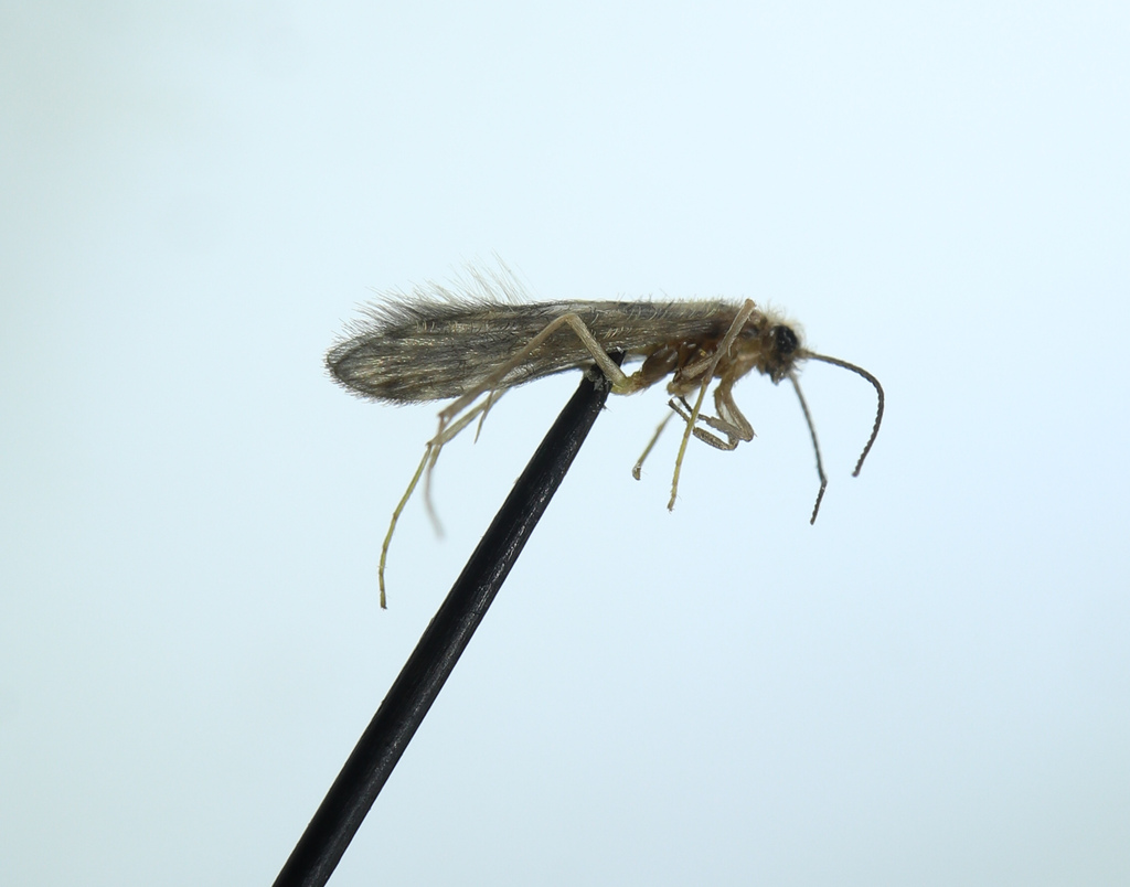 Agraylea sexmaculata