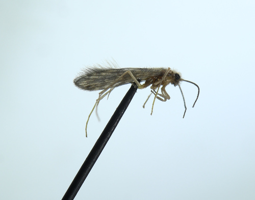 Agraylea sexmaculata