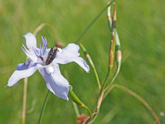 Moraea elliotii