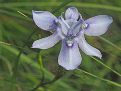 Moraea elliotii