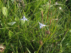 Moraea elliotii