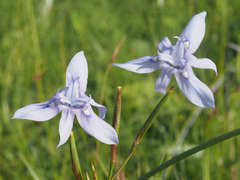 Moraea elliotii