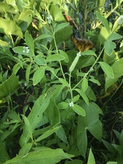 Sphenoclea zeylanica