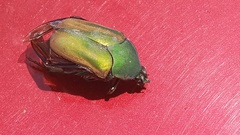 Cotinis mutabilis perbosci