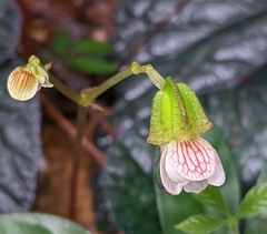 Begonia integrifolia