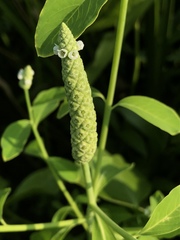 Sphenoclea zeylanica